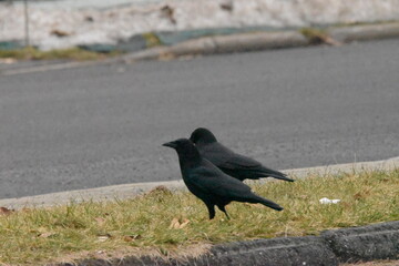 La Plaine 26 Décembre 2023