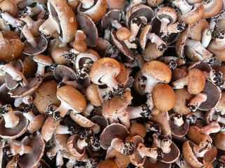Background of many champignon mushrooms with ground. Brown mushrooms in full frame. Fresh chestnut mushrooms at the market. Store background. Healthy food. Images of vegetable products.