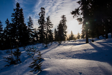 Sun is shining through trees casting warm glow on snow. Snowy forest with tall pine trees along a...