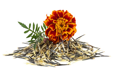 Orange marigold flower with seeds isolated on a white background. Mexican marigold.