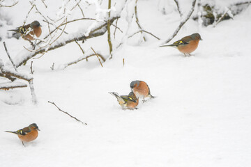 Chaffinch or Fringilla coelebs in the garden in winter