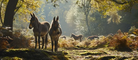 Muurstickers The New Forest in England has wild Hinny, a crossbreed of a donkey and a horse. © AkuAku