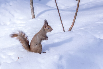真冬のエゾリス（北海道札幌市）