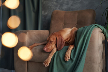 A sleepy Vizsla dog draped in a green blanket dozes on a chair, amidst soft holiday lights, offering a scene of cozy repose - obrazy, fototapety, plakaty