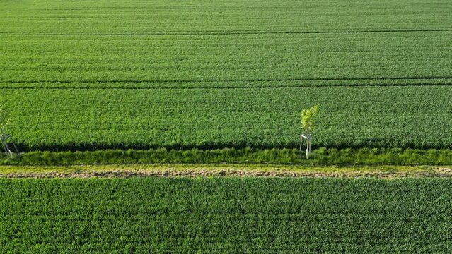 planting a new windbreak in the field, a biocorridor, an avenue of ash trees. attached to the columns. division of large parcels of fields by rows of trees, control from a drone, romantic, walking
