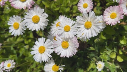 Pretty daisy flowers blooming in the meadow.