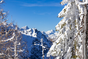 Snow covered trees with panoramic view on misty high mountain ranges of Karawanks and Julian Alps...