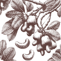 Hand-drawn Illustration of Cashews from the tree