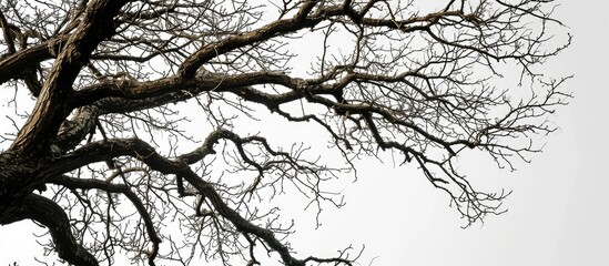 Fototapeta premium Leafless tree branch on white backdrop