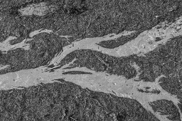 Algae washed ashore by the sea after a storm; Black and white photo taken from above resembling a river. Grado beach, Italy.
