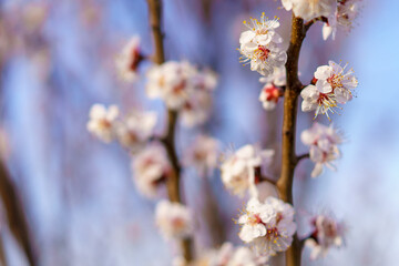 Flowers and flowering trees in early spring. Spring background with copy space