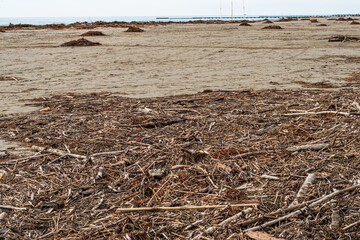 Algae and wood transported to the beach by the sea after a strong storm; Large quantities of wood...