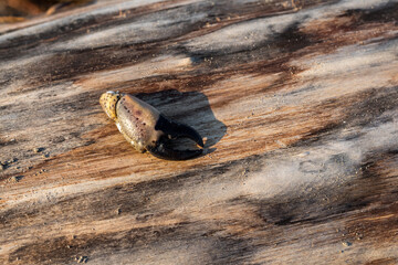 Dried crab claw in a trunk on the beach. Wooden background. Taken on the beach after a storm.