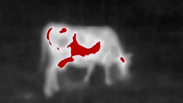 Red Cow. Image from thermal imager device. black and white