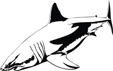 Cartoon Black and White Isolated Illustration Vector Of A Great White Shark Swimming