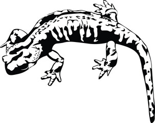 Cartoon Black and White Isolated Illustration Vector Of A Salamander Lizard