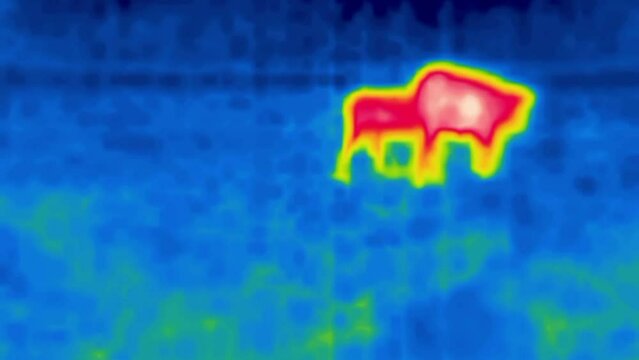 Red Cow. Image from thermal imager device.