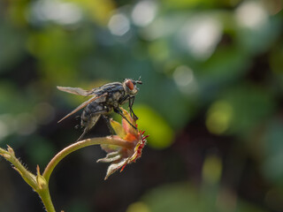 Fly on a sprig of strawberries without berries close-up