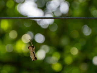 A dried twisted leaf is hanging on a cobweb on a metal wire