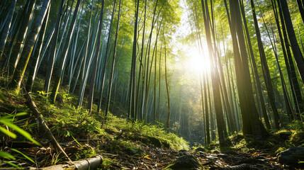 Bamboo Forest with Sunlight Filtering Through 