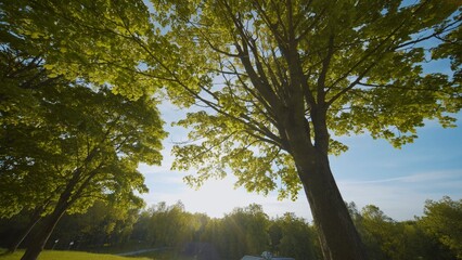 A maple tree in a city park. View in motion.