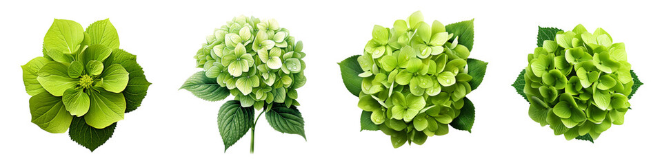 Green hydrangea flower Hyperrealistic Highly Detailed Isolated On Transparent Background Png File