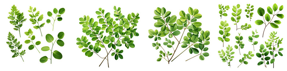  green leaves and twigs of rue Hyperrealistic Highly Detailed Isolated On Transparent Background Png File - obrazy, fototapety, plakaty
