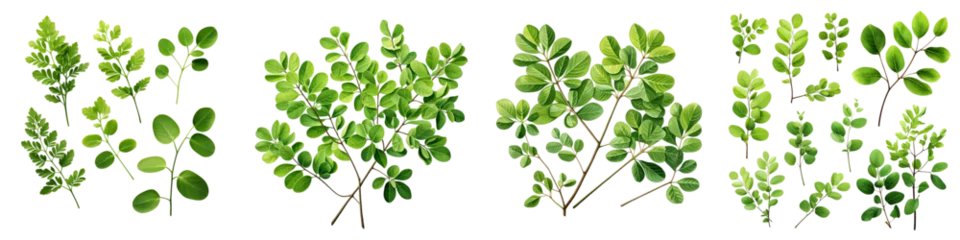 Poster  green leaves and twigs of rue Hyperrealistic Highly Detailed Isolated On Transparent Background Png File © Wander Taste