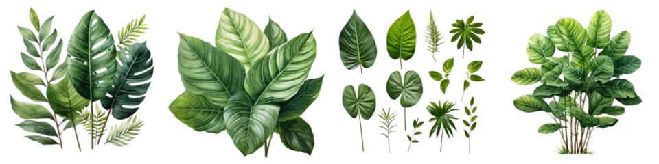 Foto op Plexiglas Green leaves of tropical plants Hyperrealistic Highly Detailed Isolated On Transparent Background Png File © Wander Taste
