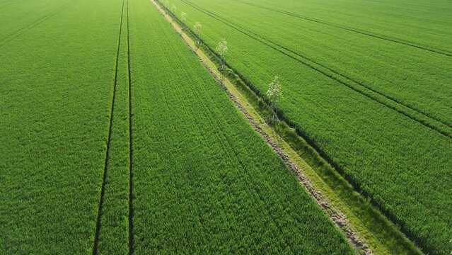 planting a new windbreak in the field, a biocorridor, an avenue of ash trees. attached to the columns. division of large parcels of fields by rows of trees, control from a drone, romantic, walking