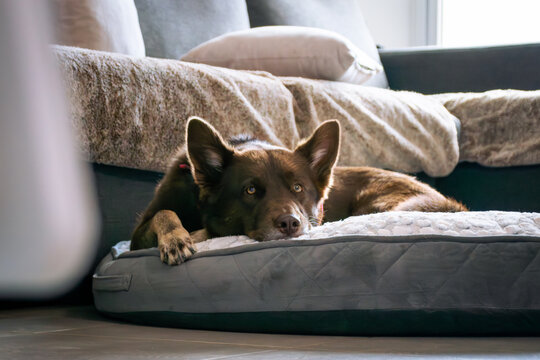 Brown dog resting in the living room with a window in the background 
