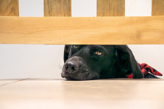 Black dog waiting outside a fence