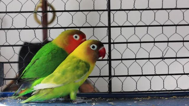 Fischer's lovebirds agapornis fischeri in a cage with its mate. Yellow green little birds together. Nerosier Agapornis parrots in zoo. Avian family.