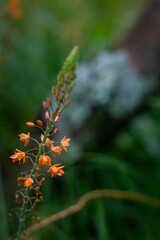 Flor