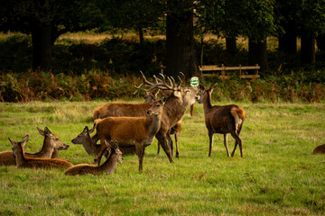 Dear on rut