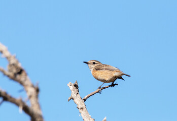 Tarabilla común. Saxicola rubicola