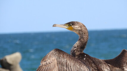 Cormorant at sea