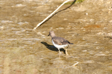 Andarríos chico (Actitis hypoleucos)