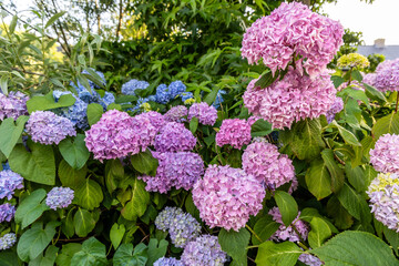 Close-up of blue and pink hydrangea flowers as a background