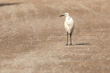 Garceta común (Egretta garzetta)
