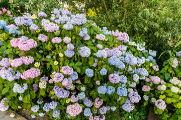 Close-up of blue and pink hydrangea flowers as a background