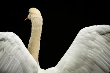 Deurstickers mute swan © Marek