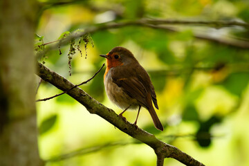 Robin