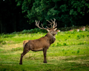 Dear on rut