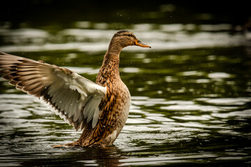 duck on the water