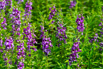 Beautiful angelonia goyazensis benth in the park