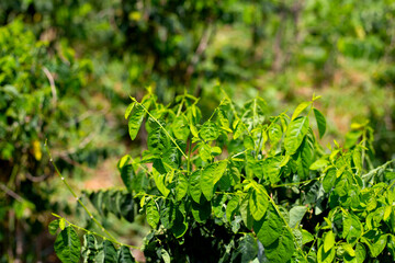 Green leaves of sauropus androgynus
