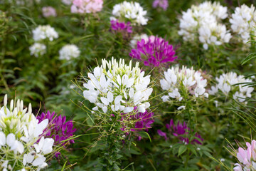 Cleome spinosa flower in the park