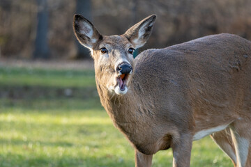 Deer in woods, Doe, Two deer, funny deer, funny animals