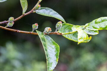 Australian Sandpaper Fig tree bearing fruit